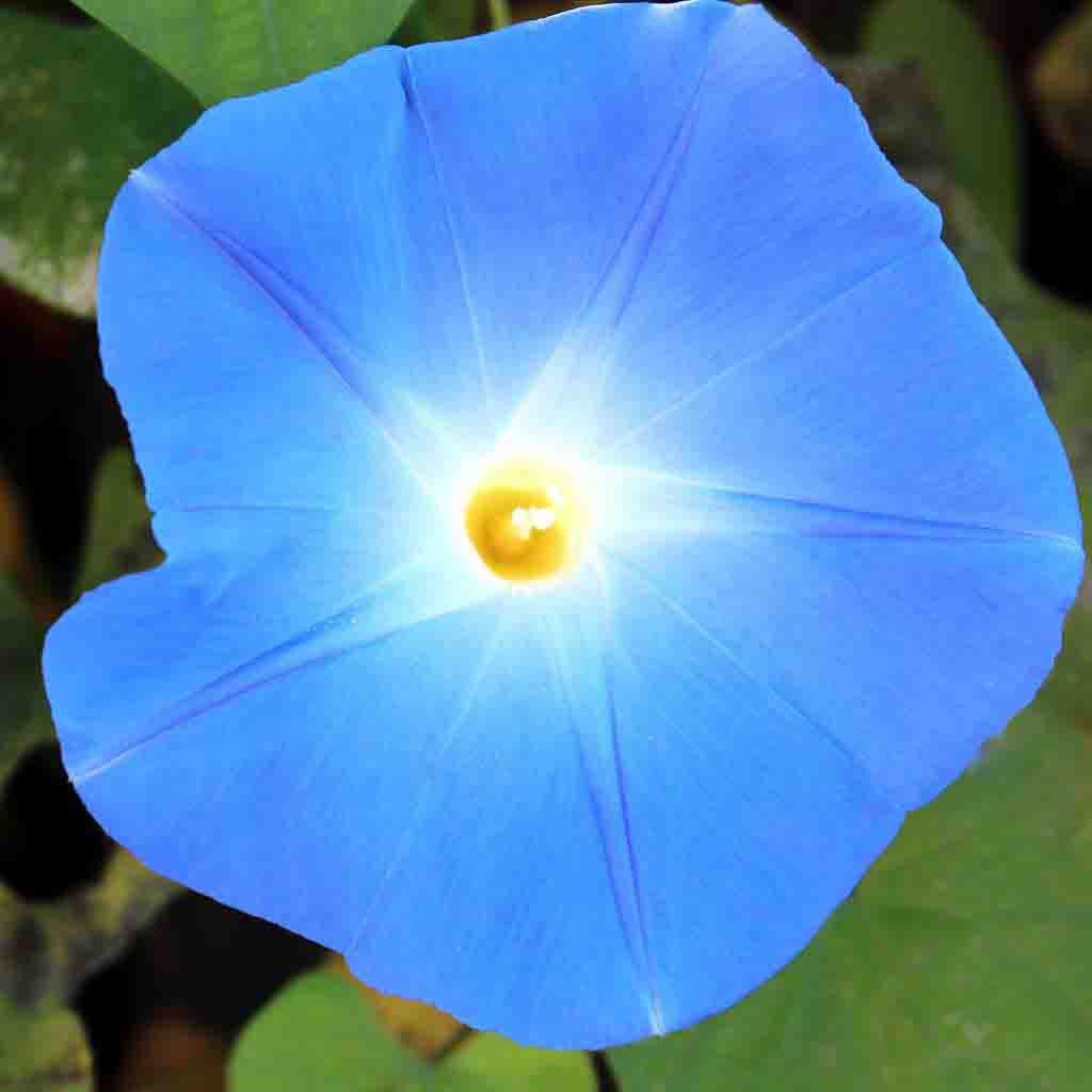 Morning Glory Heavenly Blue_Blue Morning Glory Flower Seeds_Closeup of blooming Blue Morning Glory