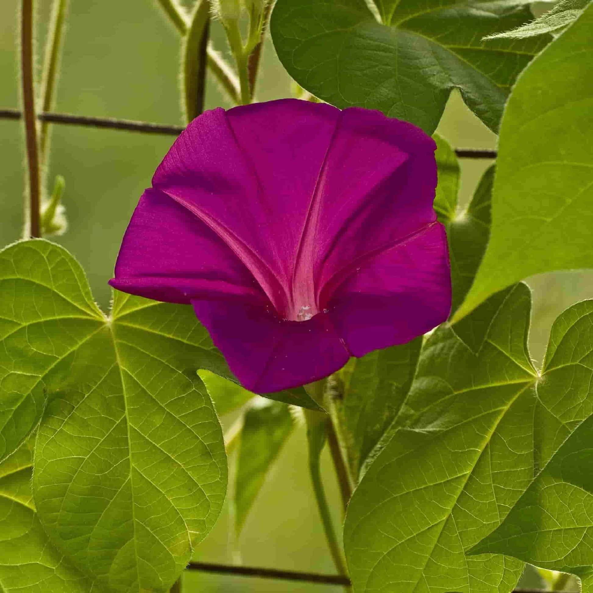 Scarlet O'Hara Morning Glory flower blooming magnificently against its beautiful, green vining foliage.