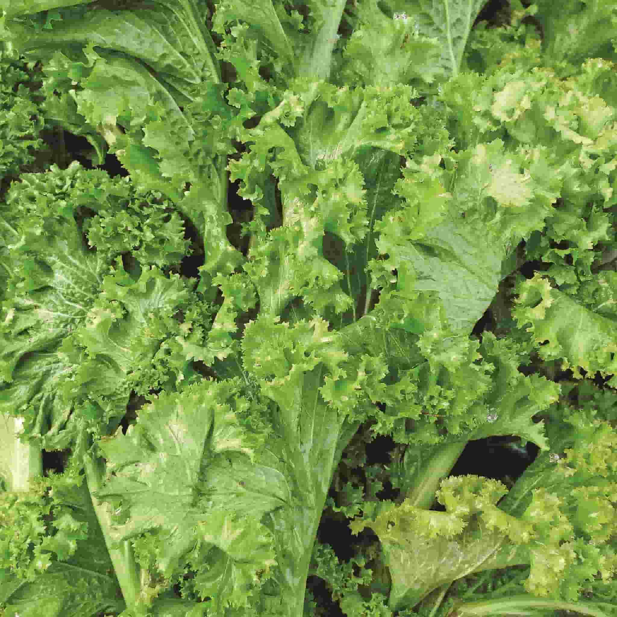 Southern Giant Curled Mustard Greens