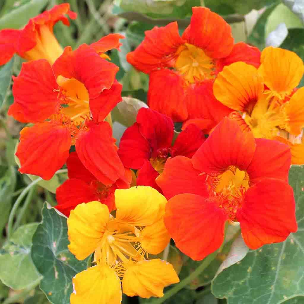 Alaska Mixed Colors Nasturtium flower seeds fully grown and blooming in shades of oranges, yellows and reds.