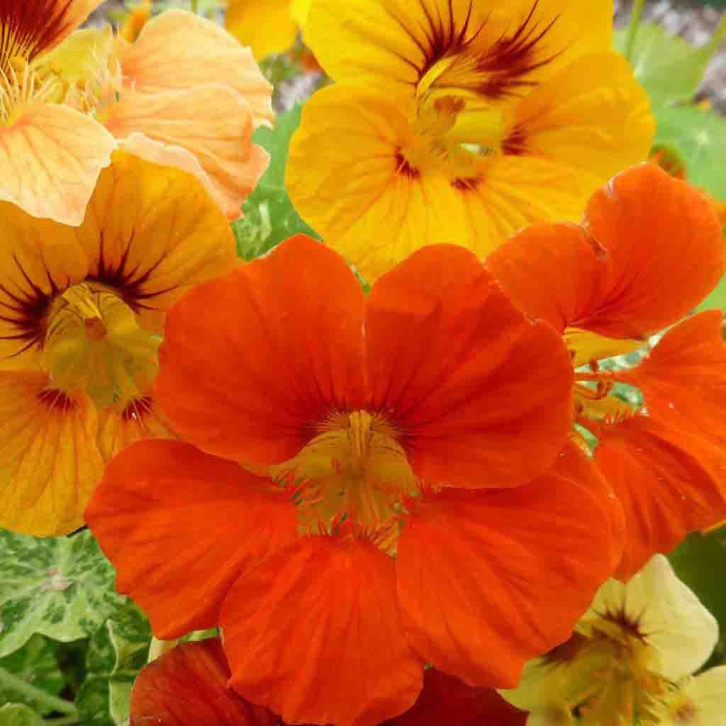 Tall Single Mixed Colors Nasturtium seeds fully grown and blooming in their vibrantly sunny shades of yellow, orange and red.
