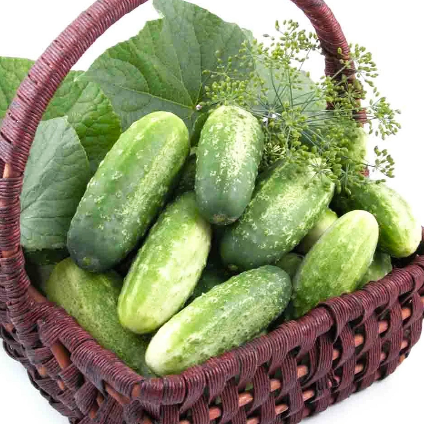 Homemade Pickles Cucumbers fully matured and harvested from Ferry Morse