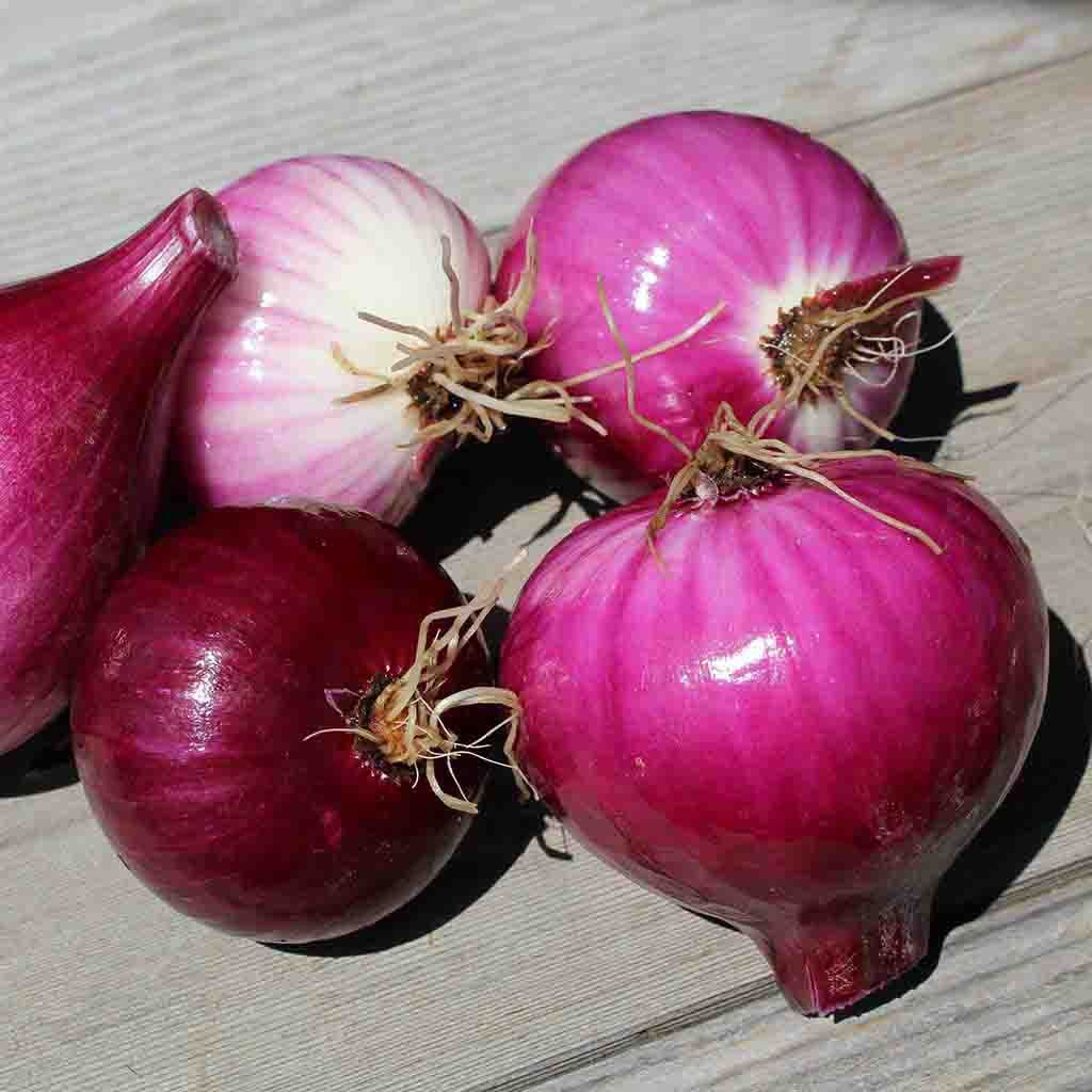 Red Burgundy Onions seeds from Ferry Morse Home Gardening