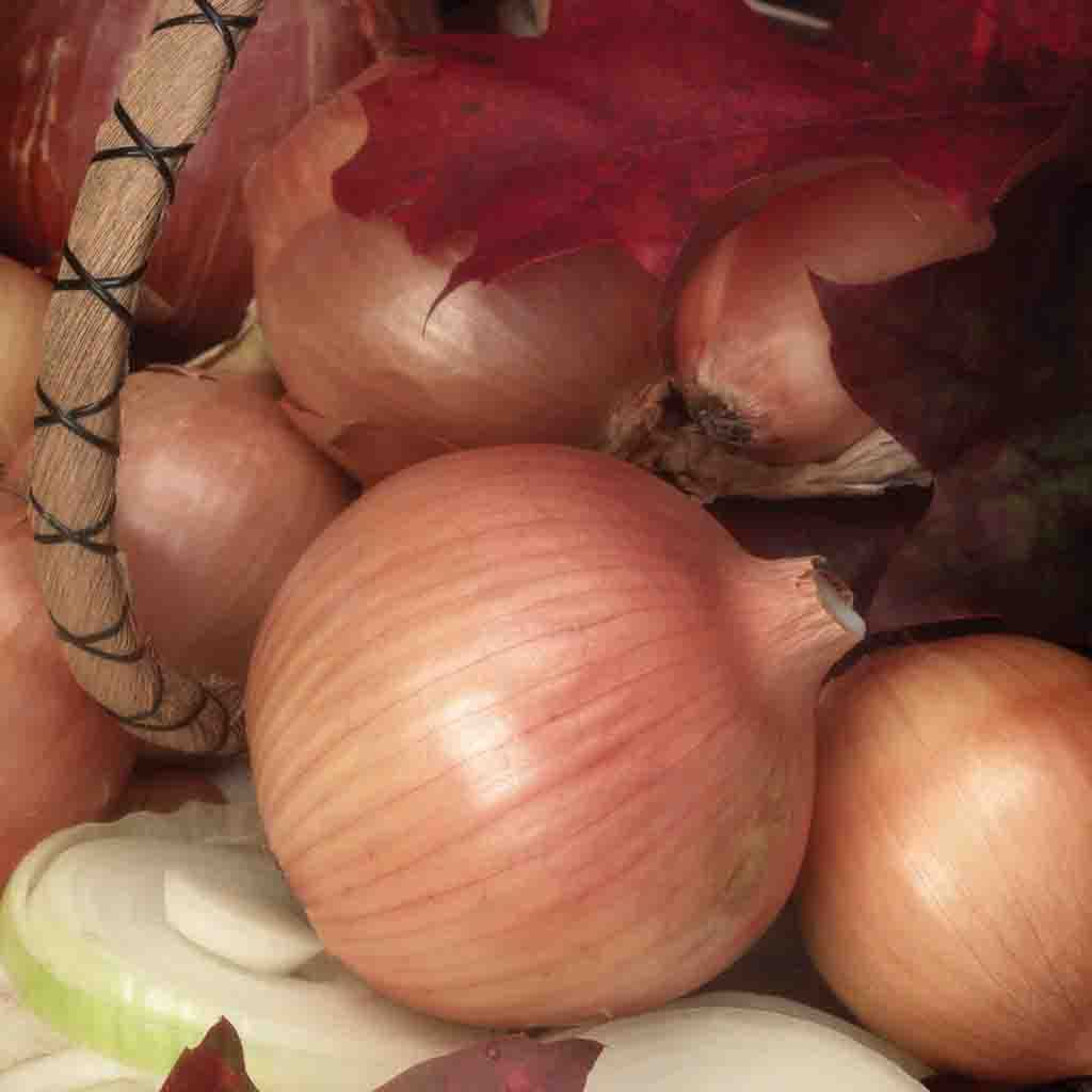 Walla Walla Sweet Onion seeds from Ferry-Morse, picture shows these onions freshly harvested.