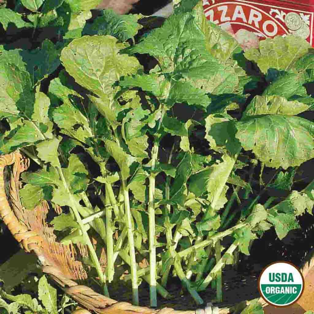 Organic Roquette Arugula seeds fully grown and freshly harvested, photo depicts the very distinguishable rocket arugula leaves sitting in a basket.