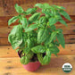 Ferry~Morse USDA Organic Sweet Basil Annual Herb Seeds for Gardening