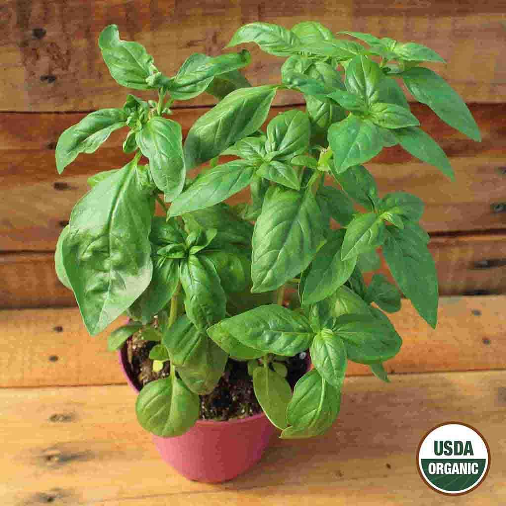 Ferry~Morse USDA Organic Sweet Basil Annual Herb Seeds for Gardening