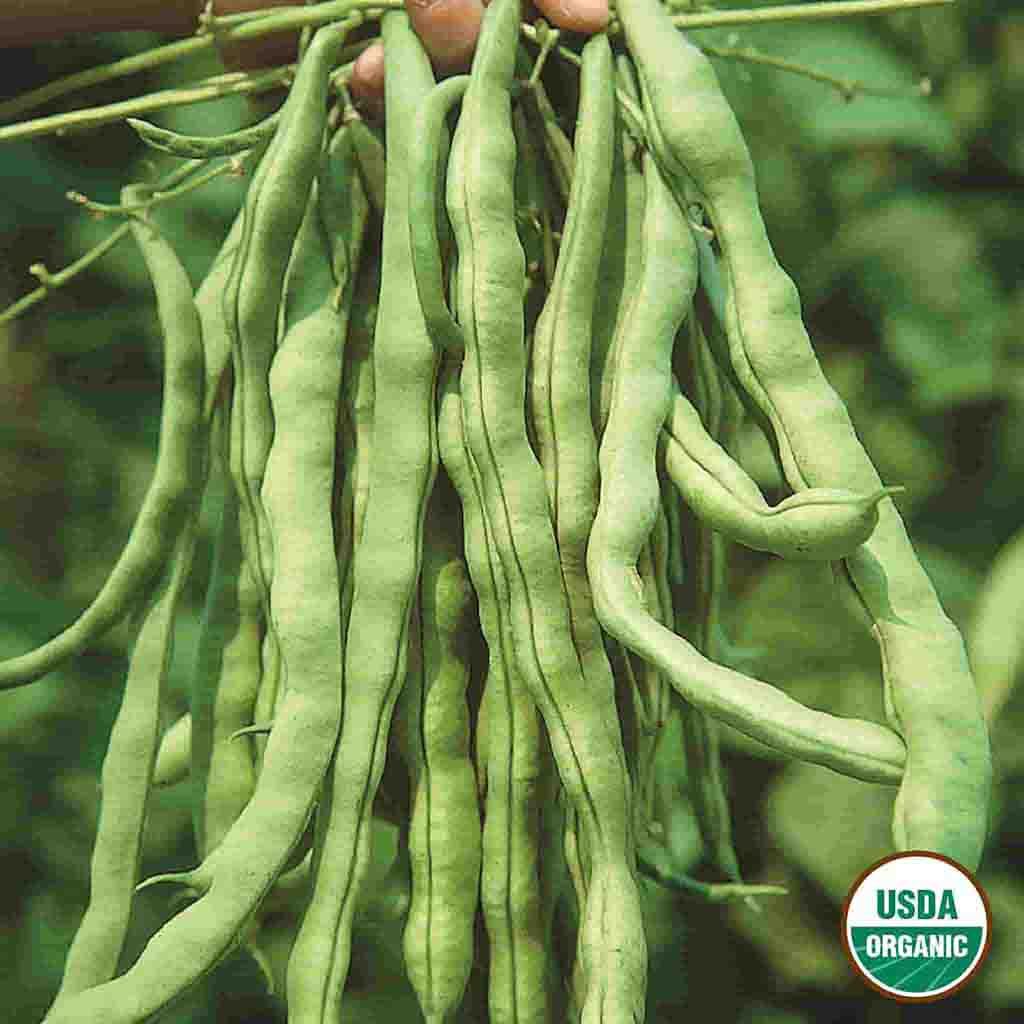 Organic Garden Pole Kentucky Wonder Bean seeds freshly harvested matured beans.