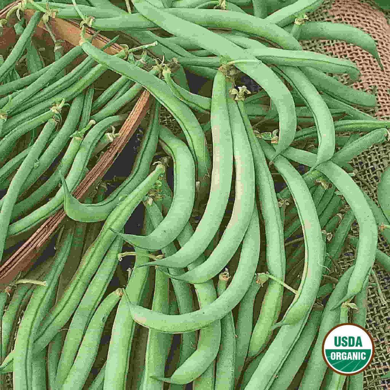 Tendergreen Improved Organic Bush Bean seeds fully matured and harvested, sitting in a wicker basket.