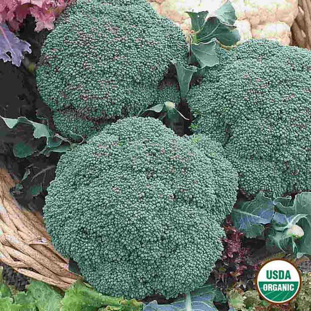 Organic Broccoli Green Sprouting Calabrese Seeds from Ferry Morse Home Gardening