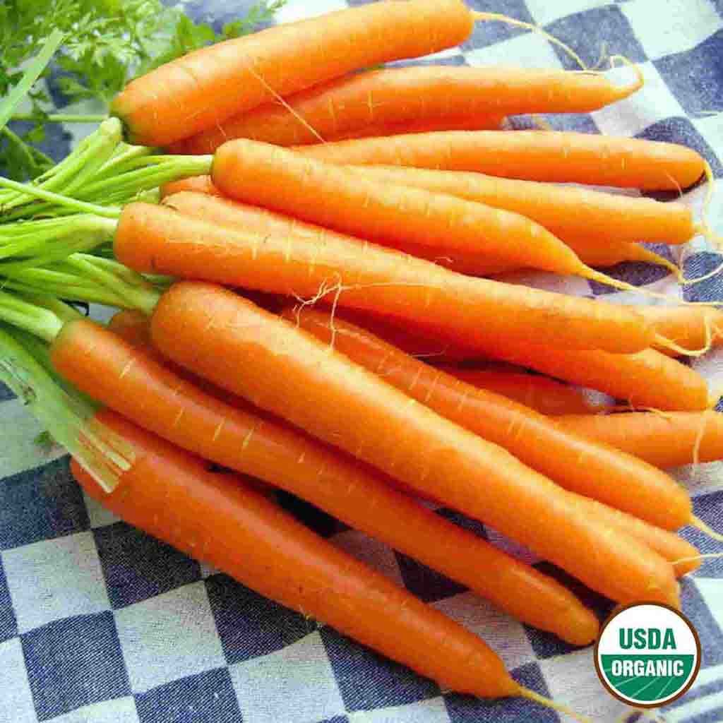 Organic Danvers Carrot Seeds from Ferry Morse Home Gardening