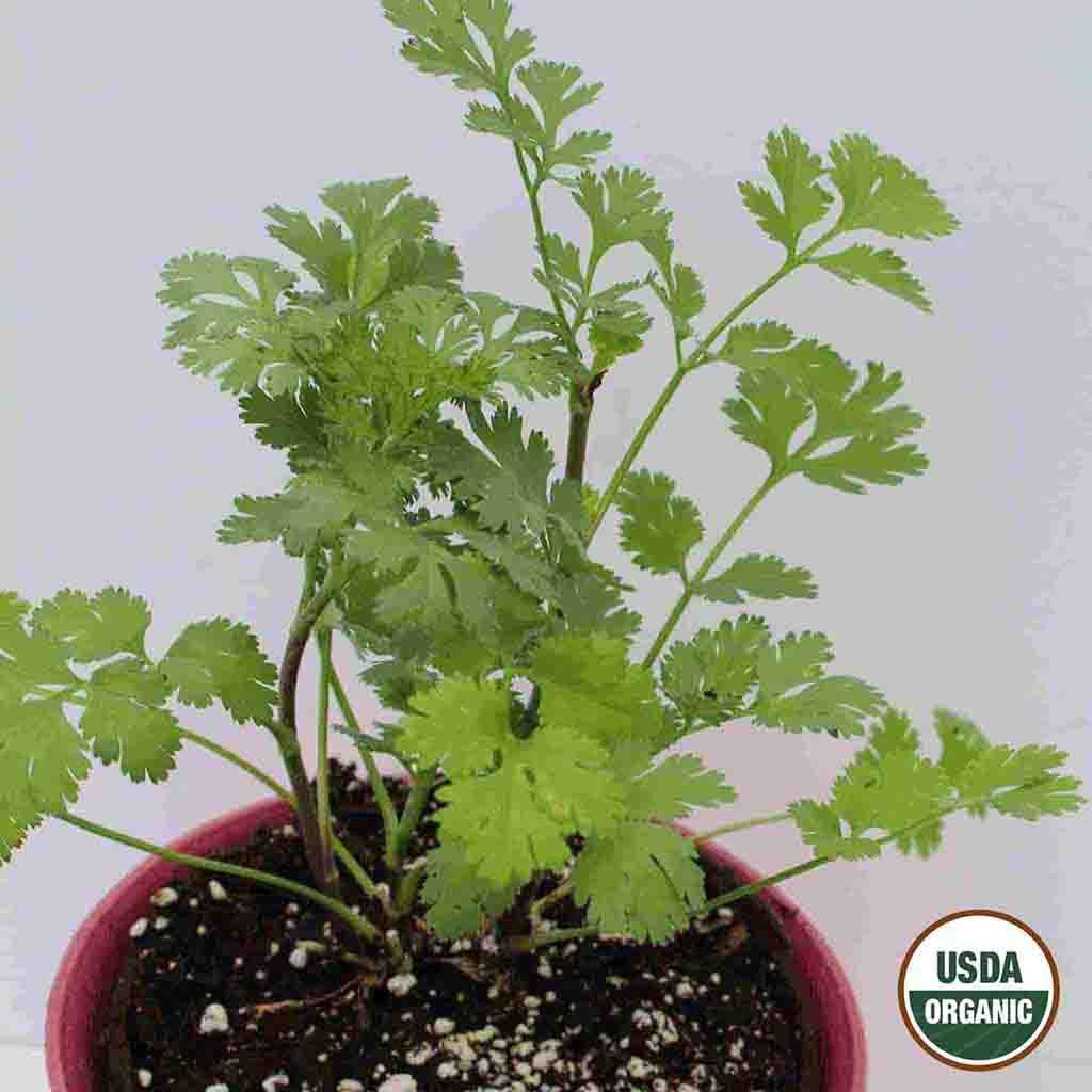 Ferry Morse_Mature Coriander Cilantro grown from USDA Organic Herb Seeds