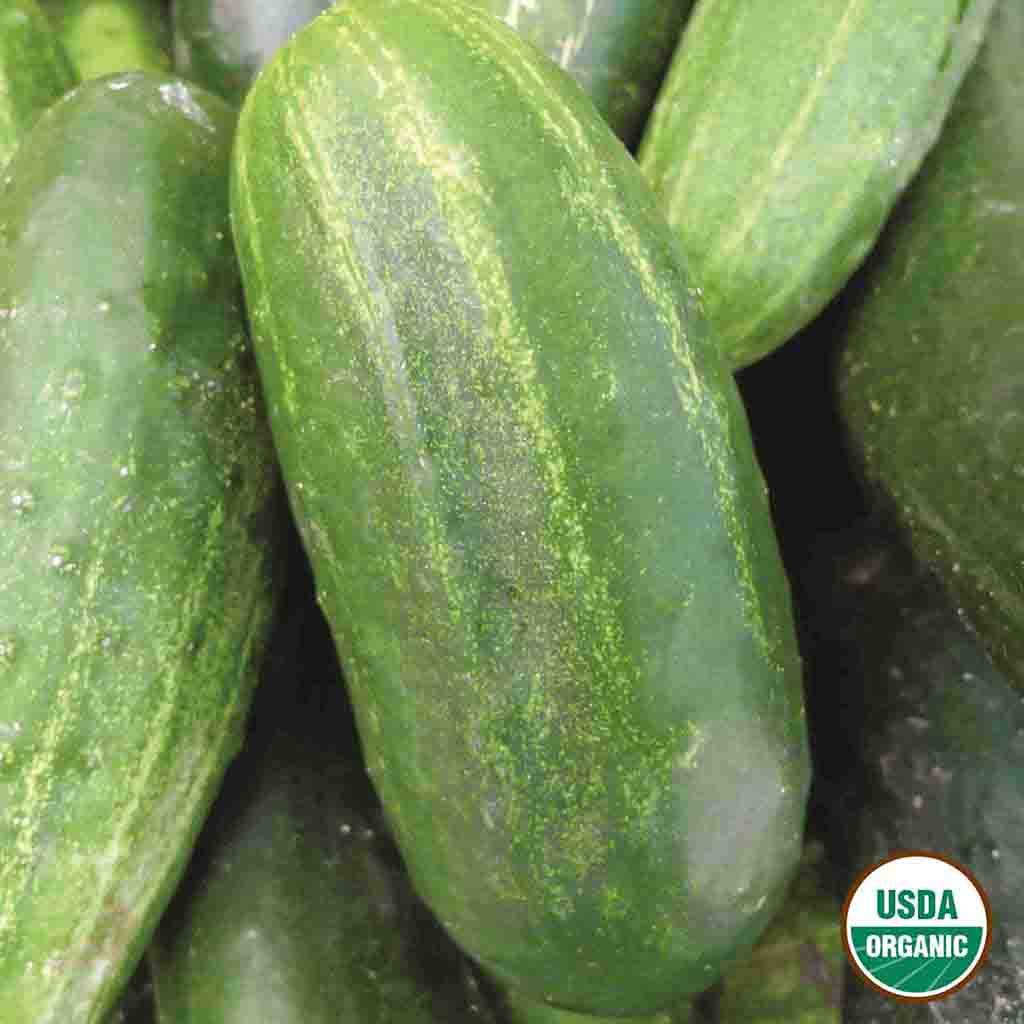 Organic Sumter Cucumber seeds matured and freshly picked, ready for pickling.