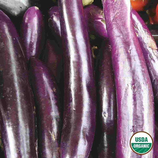 Eggplant, Long Purple Early Organic Seeds | Organic