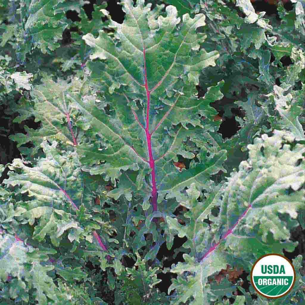Organic Red Russian Kale Seeds from Ferry Morse, fully grown, matured and freshly harvested.