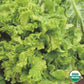 Organic Black Seeded Simpson Lettuce Seeds from Ferry Morse Home Gardening