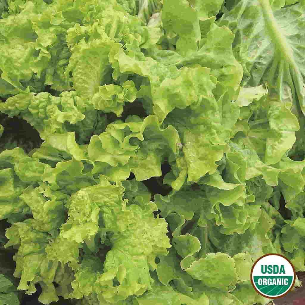 Organic Black Seeded Simpson Lettuce Seeds from Ferry Morse Home Gardening