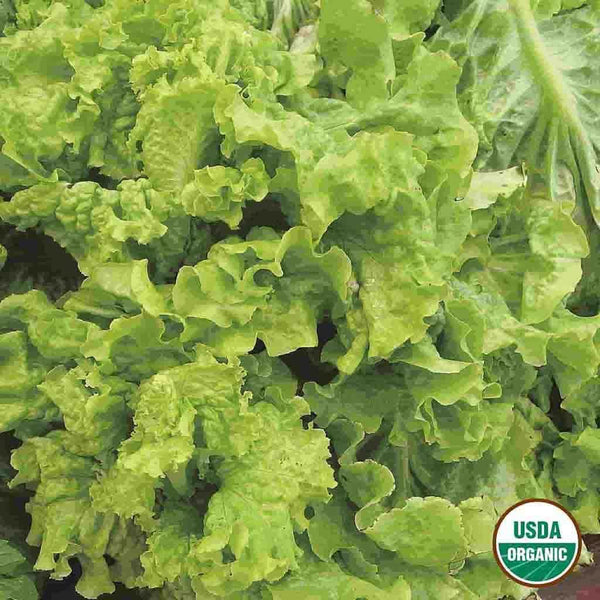 black seeded simpson lettuce planting Lettuce, Black Seeded Simpson Organic Seeds