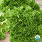 Organic Lettuce Salad Bowl Seed
