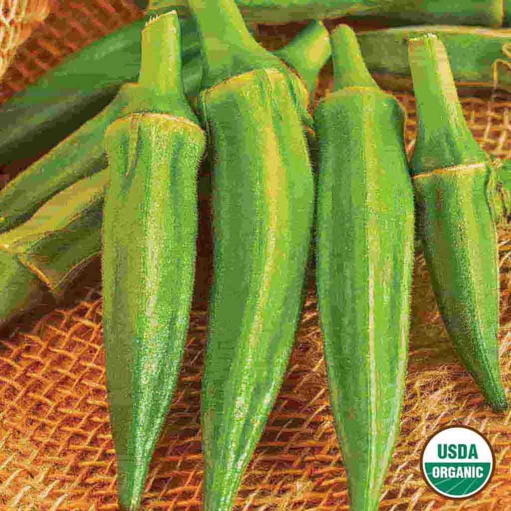 Organic Clemson Spineless #80 Okra Seeds from Ferry Morse Home Gardening fully matured and freshly harvested.