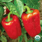 Organic California Wonder Bell Pepper Seeds from Ferry Morse Home Gardening