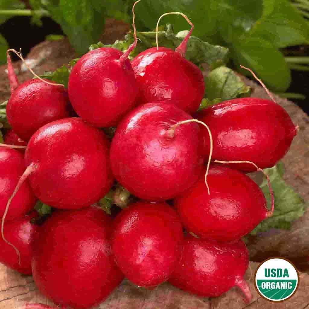 Organic Cherry Belle Radish seeds from Ferry Morse Home Gardening, fully grown and matured and harvested.