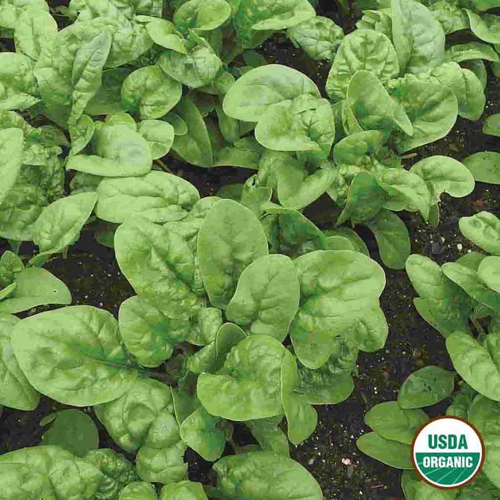 Organic Spinach Bloomsdale Long Standing Seeds from Ferry Morse