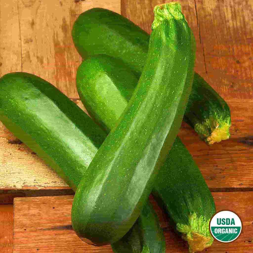 Dark Green Zucchini Organic Squash seeds fully matured and harvested on display to depict approximate growing size.