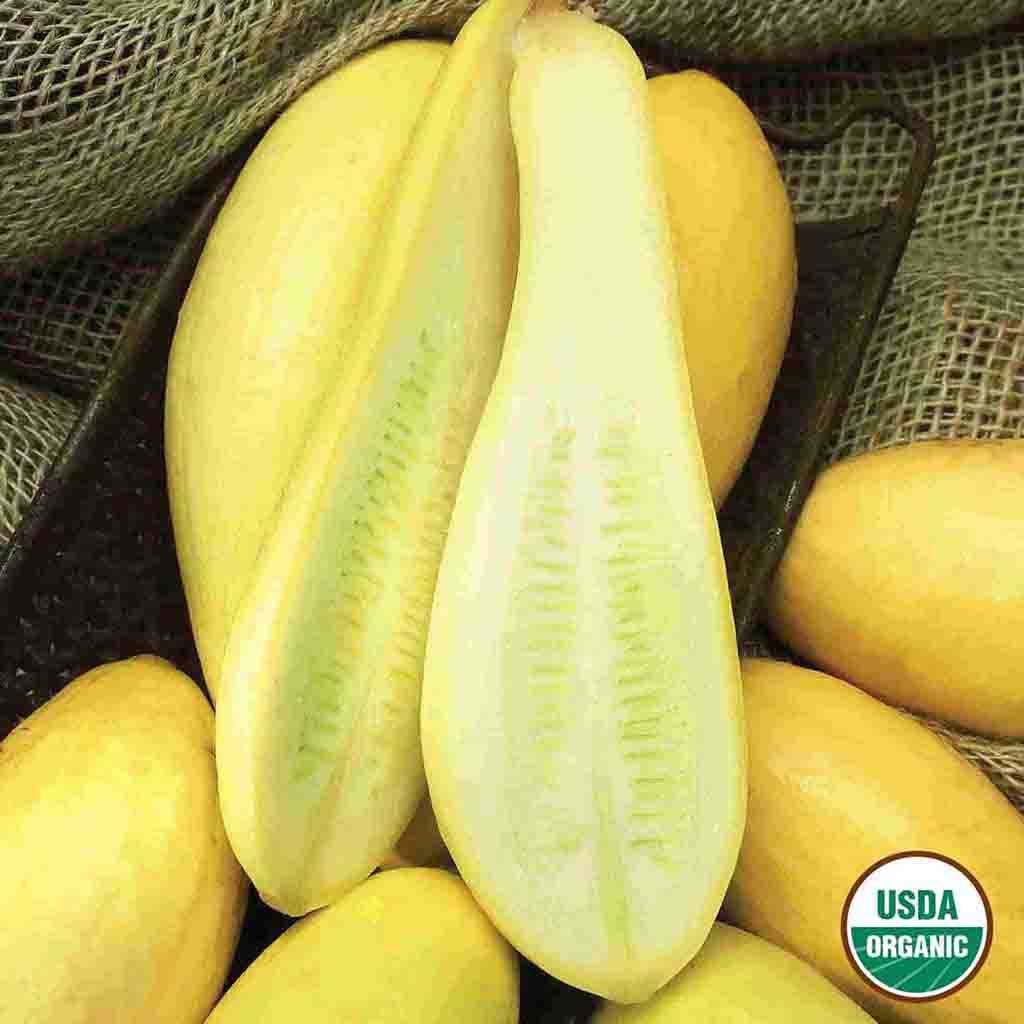 Organic Early Prolific Straightneck Squash seeds from Ferry Morse: picture shows the yellow summer squash sitting atop other summer squash and cut in half to show the tasty insides of this fruit.