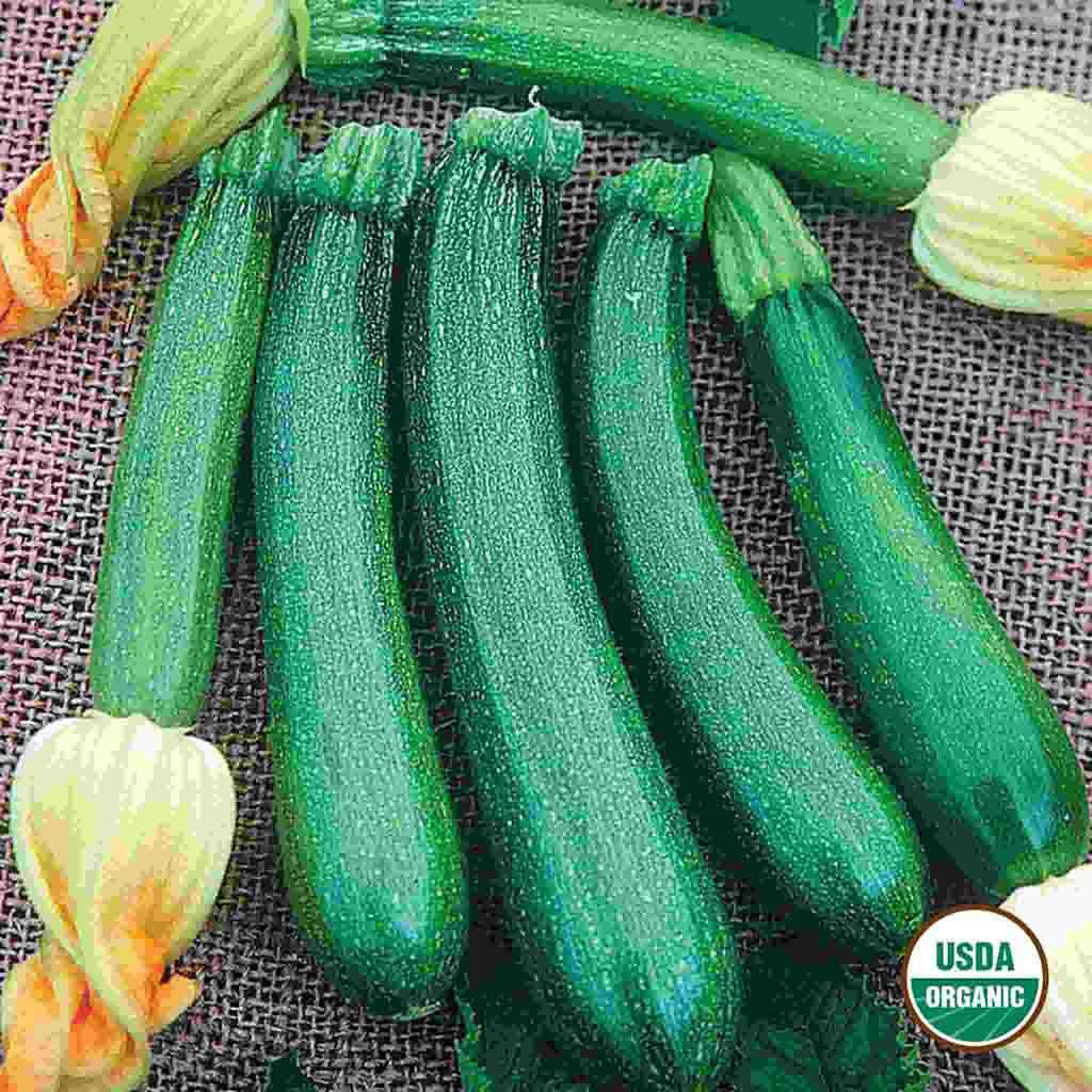 Organic Squash Fordhook Zucchini Seed