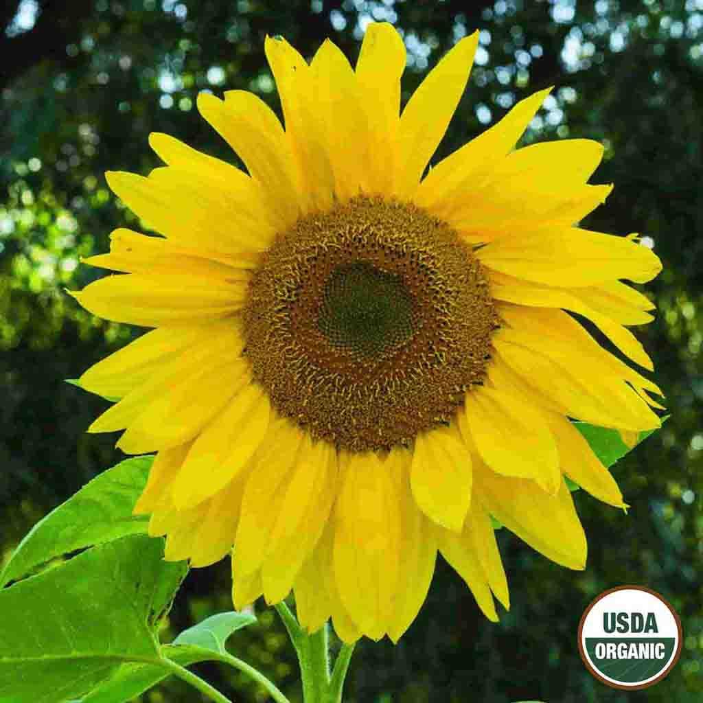 Mammoth Organic Sunflower fully matured and blooming brightly.