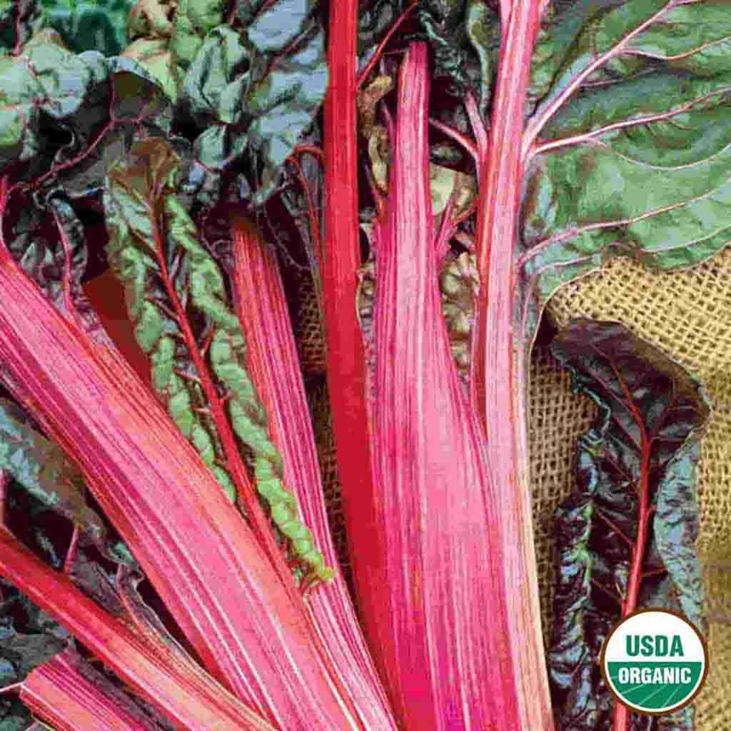 Organic Ruby Swiss Chard Seeds fully grown and matured, freshly harvested.
