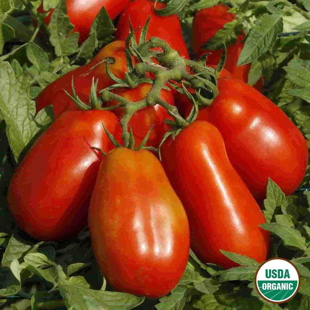 Organic San Marzano Tomato seeds fully matured and harvested, ready for canning, pureeing, slicing and more.