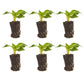 Impatiens Exotic Sunpatiens Compact White Plantlings Live Baby Plants 1-3in., 6-Pack