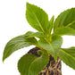 Impatiens Exotic Sunpatiens Compact Orange Electric Plantlings Live Baby Plants 1-3in., 6-Pack
