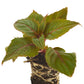 Impatiens Exotic Sunpatiens Compact Red Deep Plantlings Live Baby Plants 1-3in., 6-Pack
