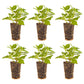 Verbena Empress Purple Plantlings Live Baby Plants 1-3in., 6-Pack