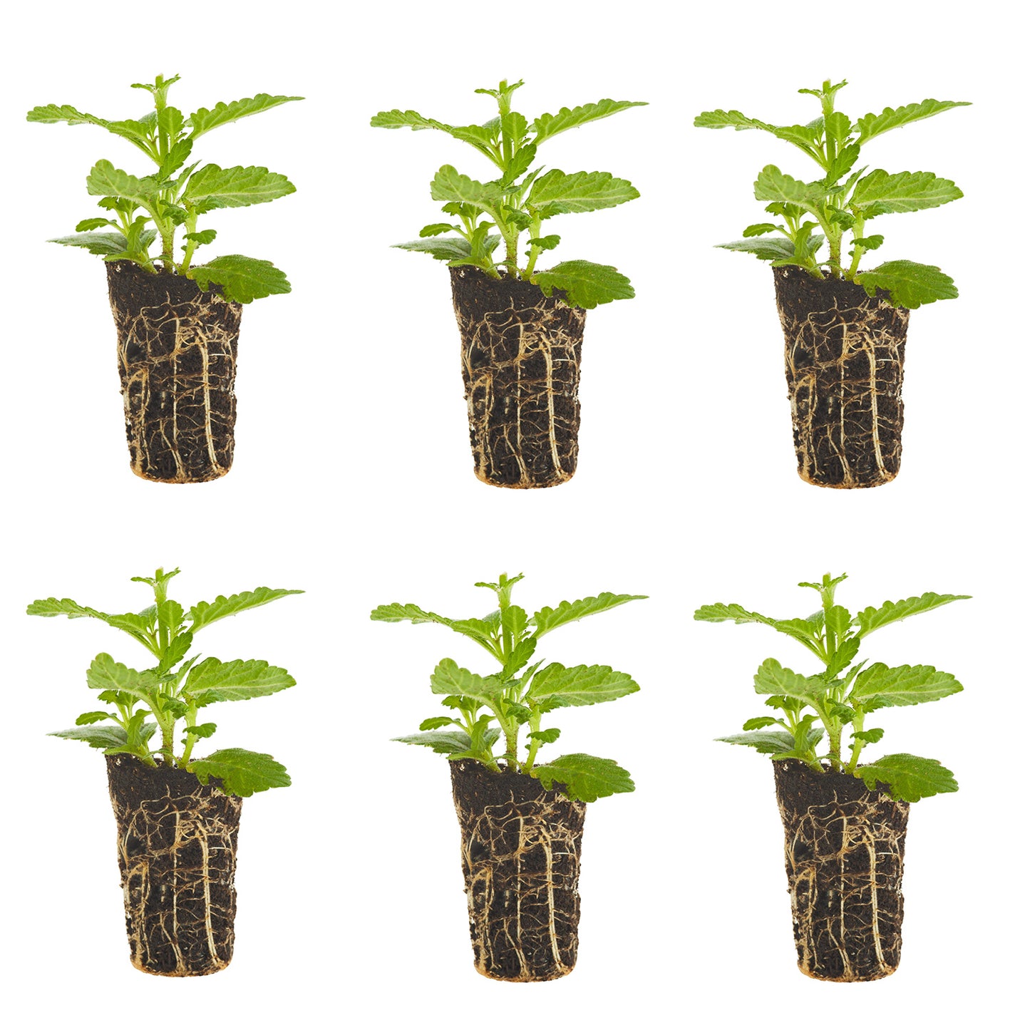 Verbena Firehouse Red Plantlings Live Baby Plants 1-3in., 6-Pack