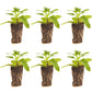 Verbena Wicked Cool Blue Plantlings Live Baby Plants 1-3in., 6-Pack