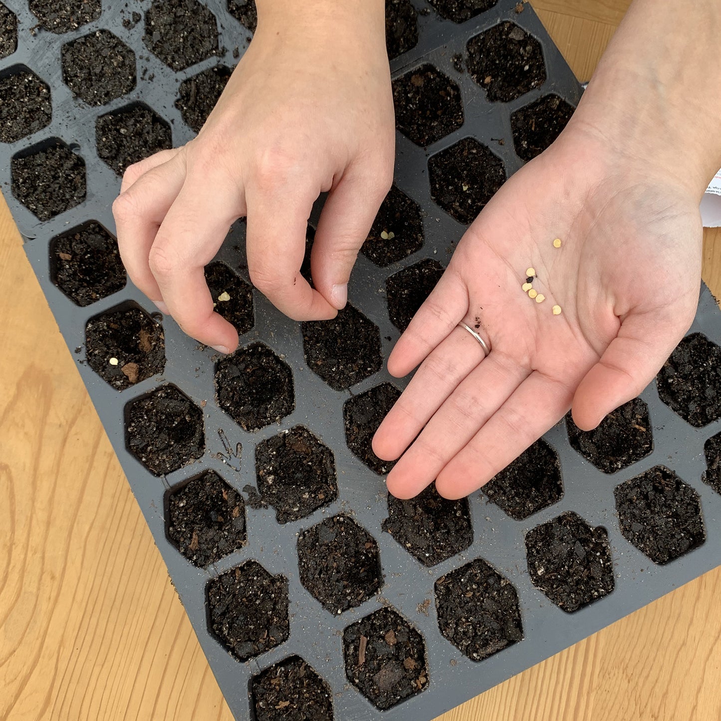 Ferry Morse Seed Starting Tray, 72-cell Hexagon Style
