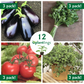 Italian Vegetable & Herb Kit with Eggplant, Tomato, Parsley & Oregano Plantlings Live Baby Plants 1-3in., 12-Pack