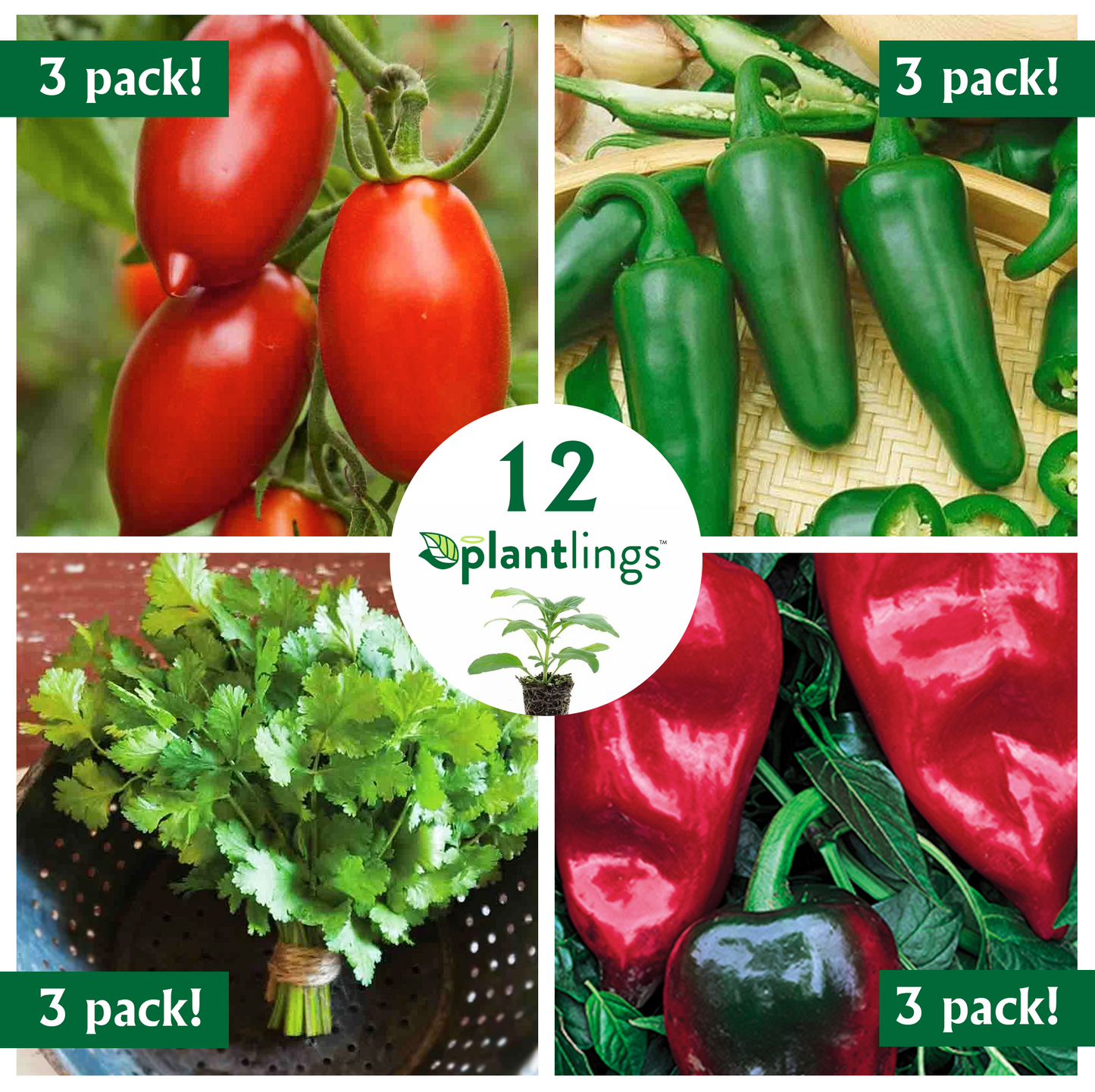 Mexican Vegetable & Herb Kit with Tomato, Cilantro, Jalapeno & Poblano Peppers Plantlings Live Baby Plants 1-3in., 12-Pack