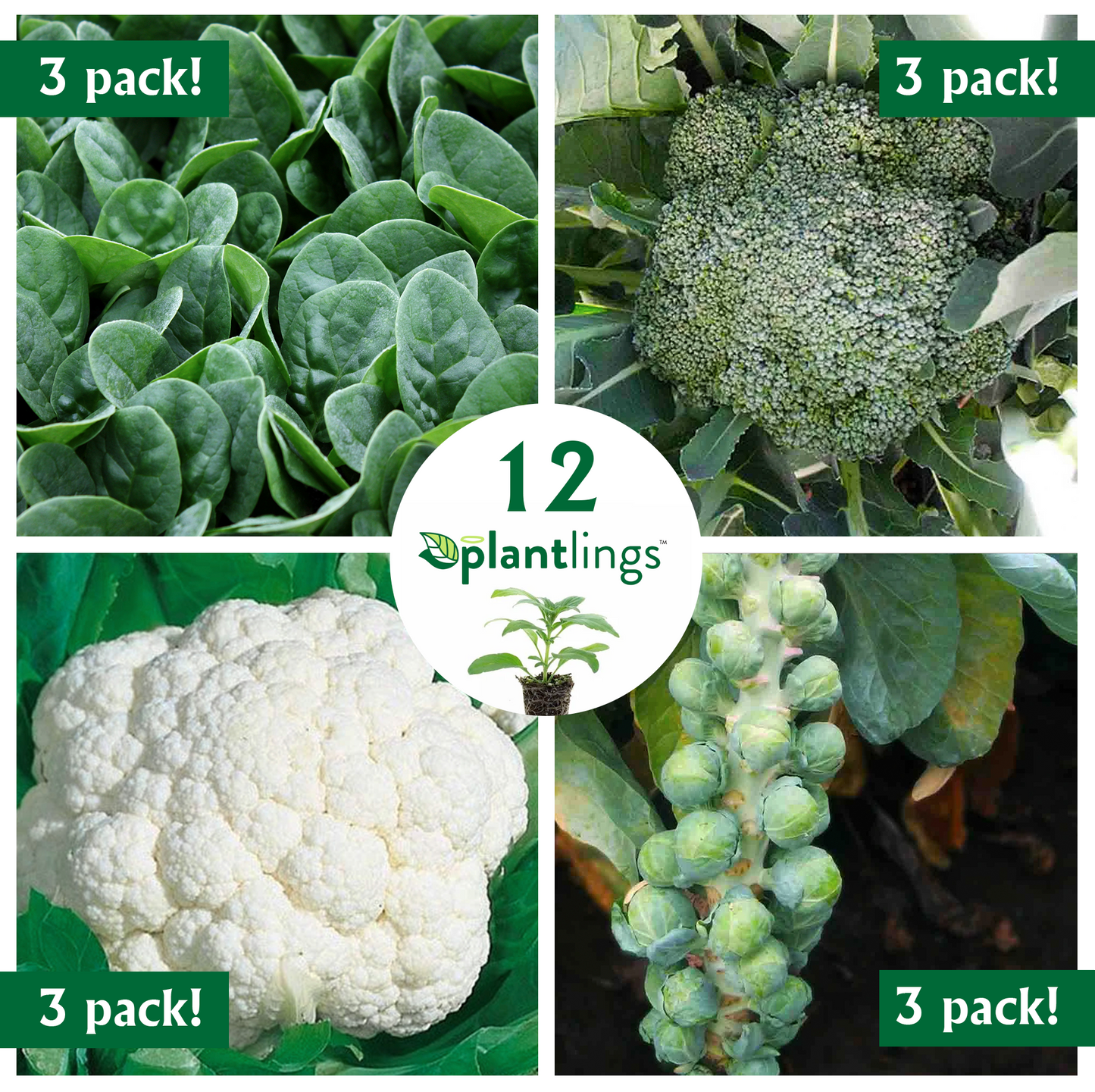 Cool Weather Crops Vegetable Kit with Brussels Sprouts, Broccoli, Cauliflower & Spinach Plantlings Live Baby Plants 1-3in., 12-Pack