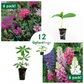 Pollinator Flower Kit with Bee Balm & Lupine Mix Plantlings Live Baby Plants 1-3in., 12-Pack