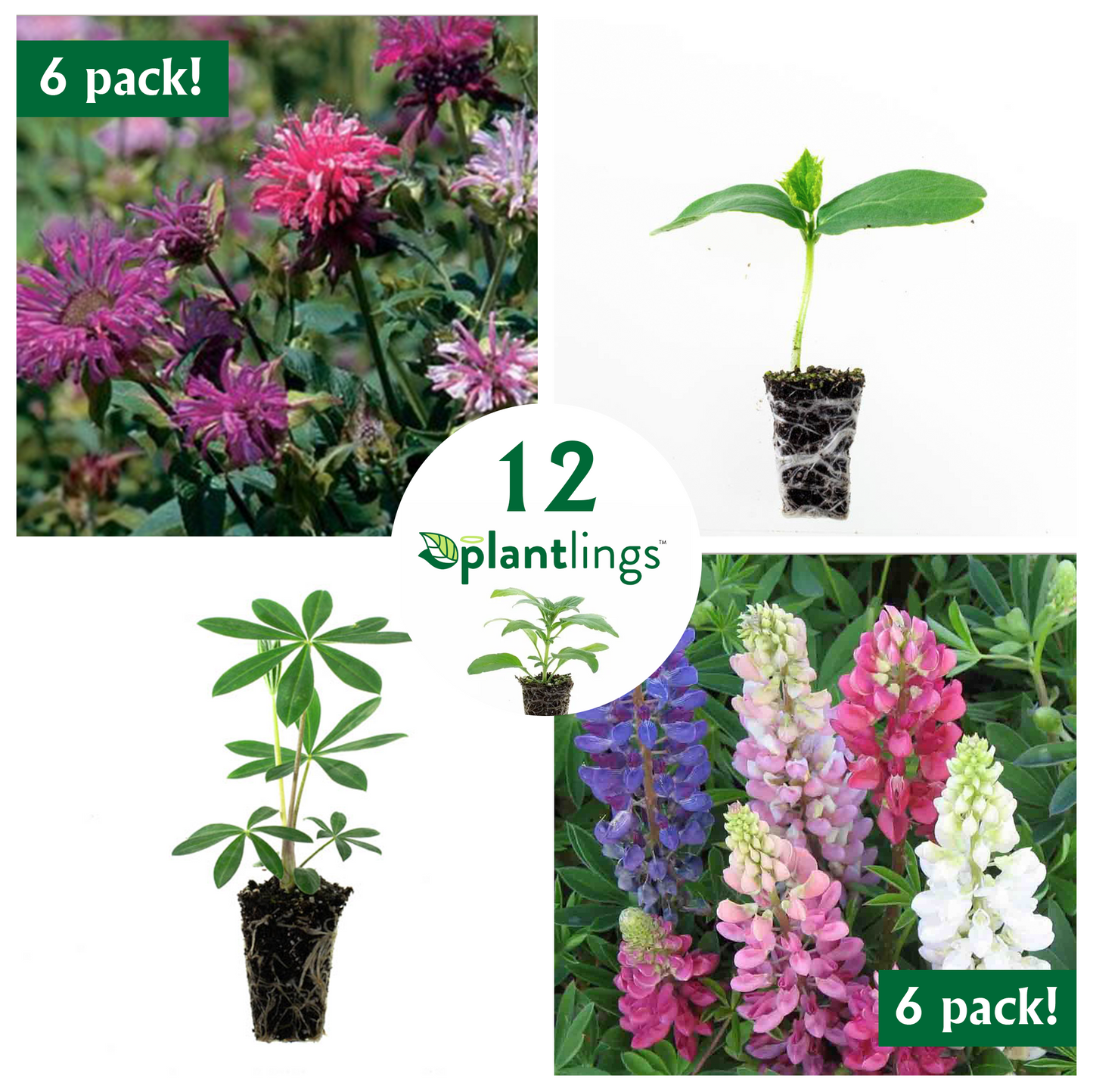 Pollinator Flower Kit with Bee Balm & Lupine Mix Plantlings Live Baby Plants 1-3in., 12-Pack