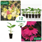 Cottage Style Flower Kit with Hollyhock & Purple Coneflower Plantlings Live Baby Plants 1-3in., 12-Pack