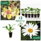 Cottage Style Flower Kit with Hollyhock & Shasta Daisy Plantlings Live Baby Plants 1-3in., 12-Pack