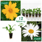Perennial Flower Kit with Coreopsis Aur Nana & Shasta Daisy Plantlings Live Baby Plants 1-3in., 12-Pack