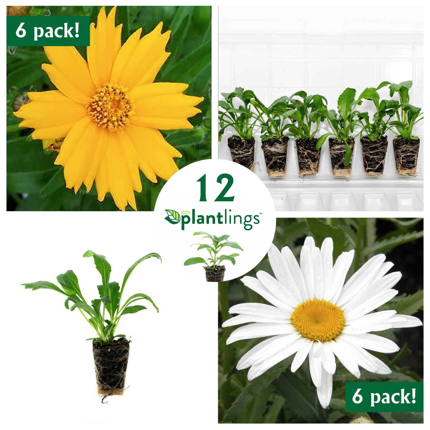 Perennial Flower Kit with Coreopsis Aur Nana & Shasta Daisy Plantlings Live Baby Plants 1-3in., 12-Pack