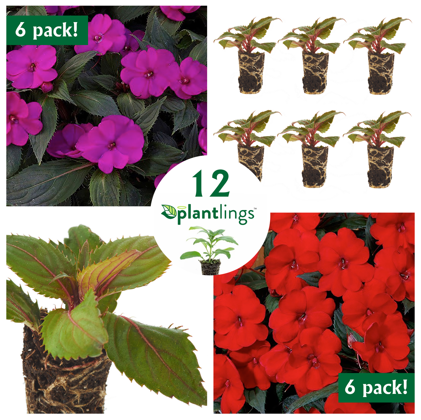 Flower Border Kit with Impatiens Exotic Sunpatiens Compact Deep Red & Purple Plantlings Live Baby Plants 1-3in., 12-Pack